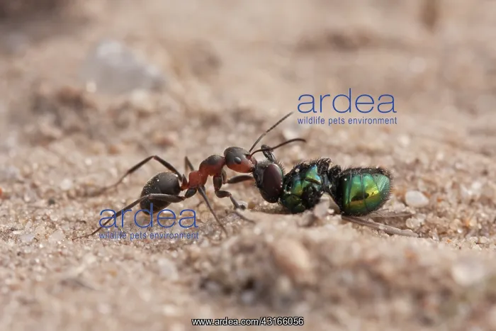 : Ant. Unidentified Ant (Formicidae sp) dragging unidentified Fly (Diptera sp) : Ant. Unidentified Ant (Formicidae sp) dragging unidentified Fly (Diptera sp)