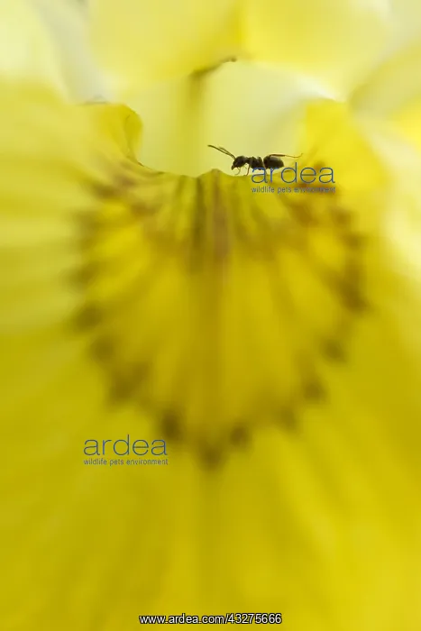 : unidentified Ant (Formicidae sp.) in a flower o : unidentified Ant (Formicidae sp.) in a flower o