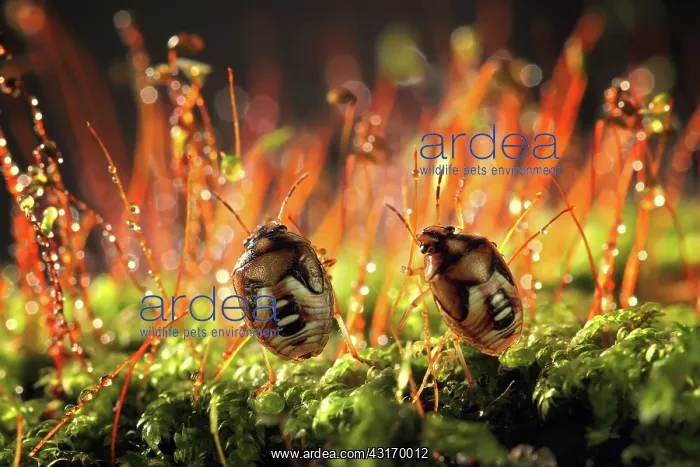 : Two unidentified beetles on moss : Two unidentified beetles on moss