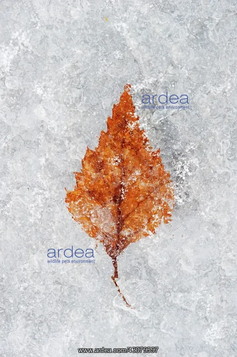  : Birch. Unidentified Birch (Betula sp) leaf frozen in ice