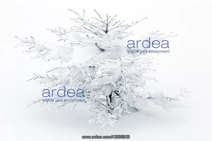 : Birch. Unidentified birch tree (Betula sp) in snow : Birch. Unidentified birch tree (Betula sp) in snow