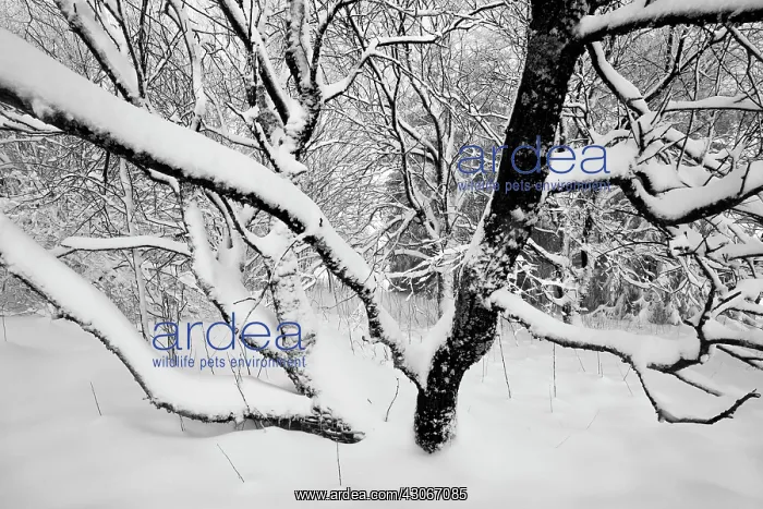 : Birch. Unidentified Birch tree (Betula sp) in snow : Birch. Unidentified Birch tree (Betula sp) in snow