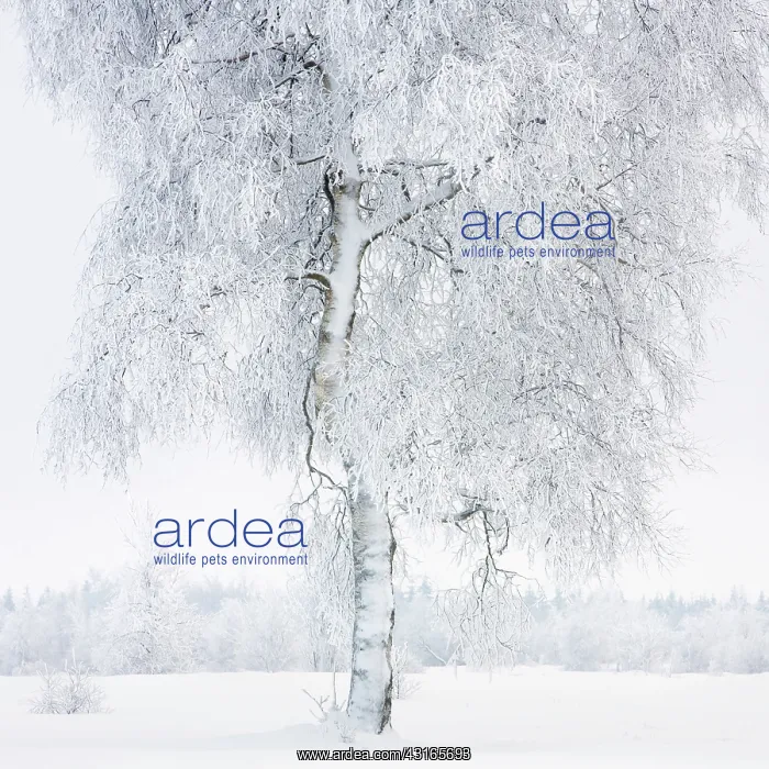 : Birch. Unidentified birch tree (Betula sp) in snow : Birch. Unidentified birch tree (Betula sp) in snow