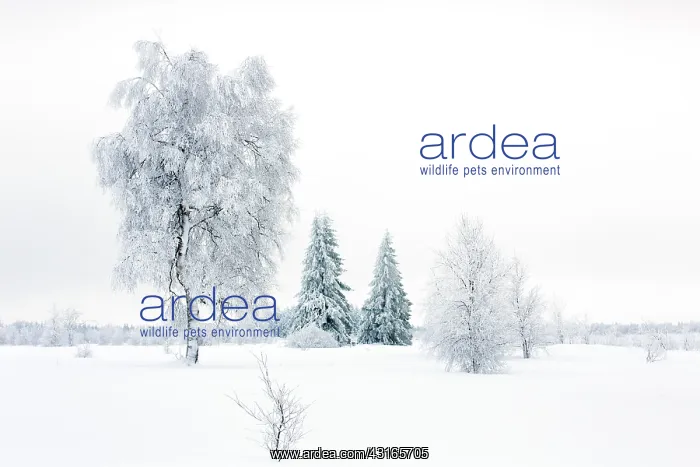  : Birch. Unidentified birch tree (Betula sp) in snow