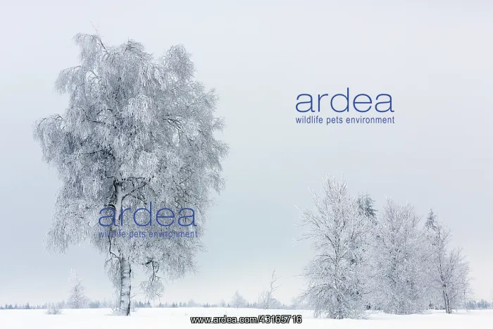 : Birch. Unidentified birch tree (Betula sp) in snow : Birch. Unidentified birch tree (Betula sp) in snow