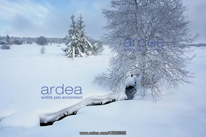 : Birch. Unidentified birch tree (Betula sp) in snowy landscape : Birch. Unidentified birch tree (Betula sp) in snowy landscape