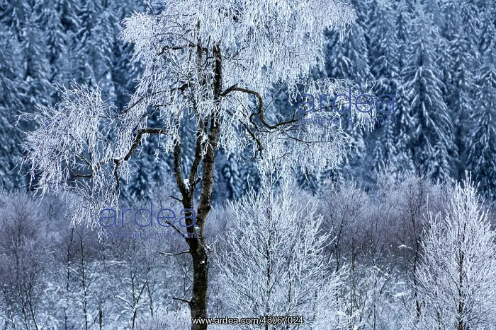 : Birch. Unidentified Birch tree (Betula sp) in snowy landscape : Birch. Unidentified Birch tree (Betula sp) in snowy landscape