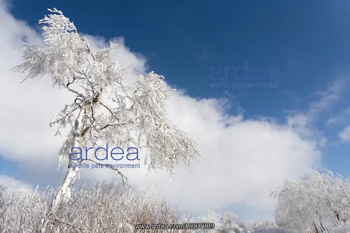 : Birch. Unidentified Birch tree (Betula sp) in snowy landscape : Birch. Unidentified Birch tree (Betula sp) in snowy landscape