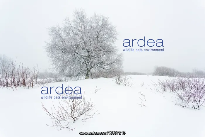 : Birch. Unidentified Birch tree (Betula sp) in snowy landscape : Birch. Unidentified Birch tree (Betula sp) in snowy landscape