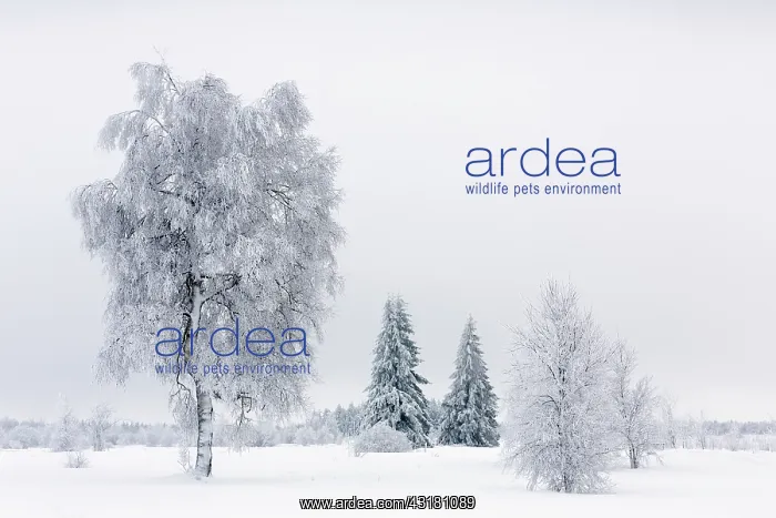 : Birch. Unidentified birch tree (Betula sp) in snowy landscape : Birch. Unidentified birch tree (Betula sp) in snowy landscape