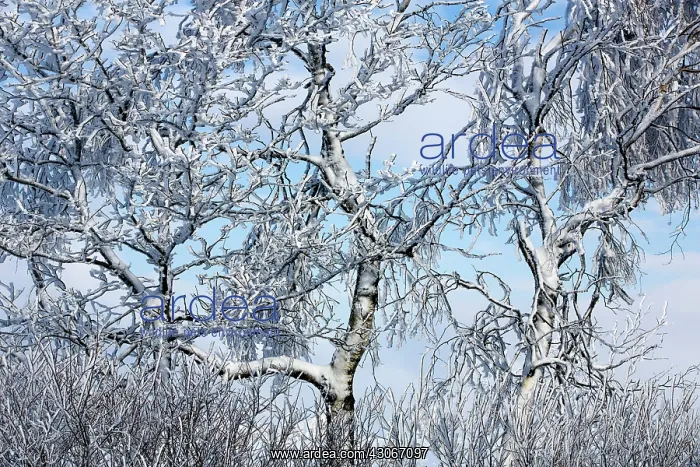 : Birch. Unidentified Birch trees (Betula sp) covered in snow : Birch. Unidentified Birch trees (Betula sp) covered in snow