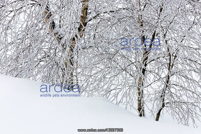 : Birch. Unidentified Birch trees (Betula sp) covered in snow : Birch. Unidentified Birch trees (Betula sp) covered in snow