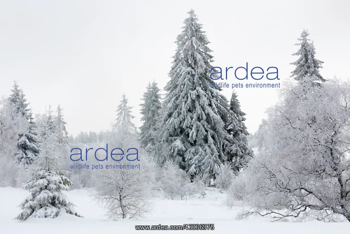 : Birch. Unidentified birch trees (Betula sp) and pine trees (Pinus sp) in snowy landscape : Birch. Unidentified birch trees (Betula sp) and pine trees (Pinus sp) in snowy landscape