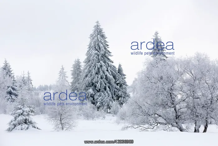 : Birch. Unidentified Birch trees (Betula sp) and Pine trees (Pinus sp) in snowy landscape : Birch. Unidentified Birch trees (Betula sp) and Pine trees (Pinus sp) in snowy landscape