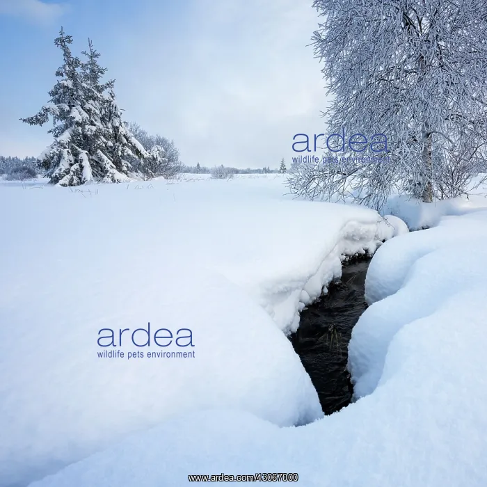 : Birch. Unidentified Birch trees (Betula sp) and Pine trees (Pinus sp) in snowy landscape : Birch. Unidentified Birch trees (Betula sp) and Pine trees (Pinus sp) in snowy landscape