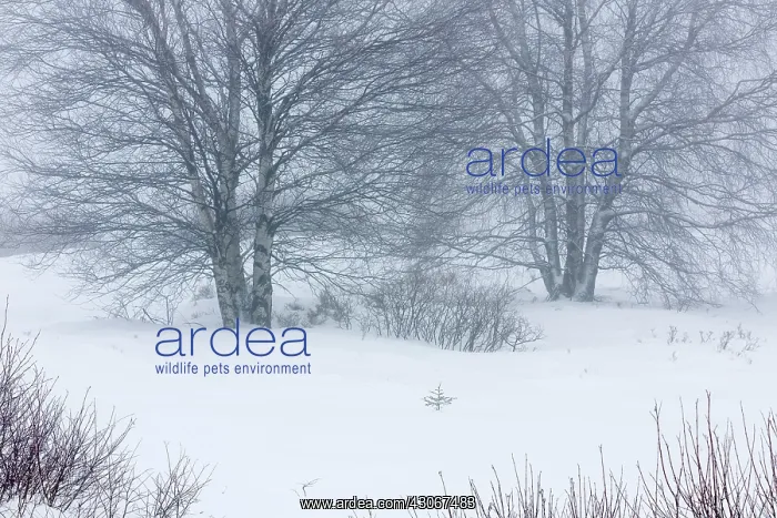 : Birch. Unidentified Birch trees (Betula sp) in snowy and foggy landscape : Birch. Unidentified Birch trees (Betula sp) in snowy and foggy landscape