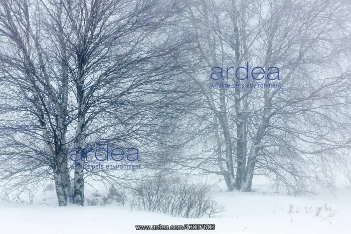 : Birch. Unidentified Birch trees (Betula sp) in snowy and foggy landscape : Birch. Unidentified Birch trees (Betula sp) in snowy and foggy landscape