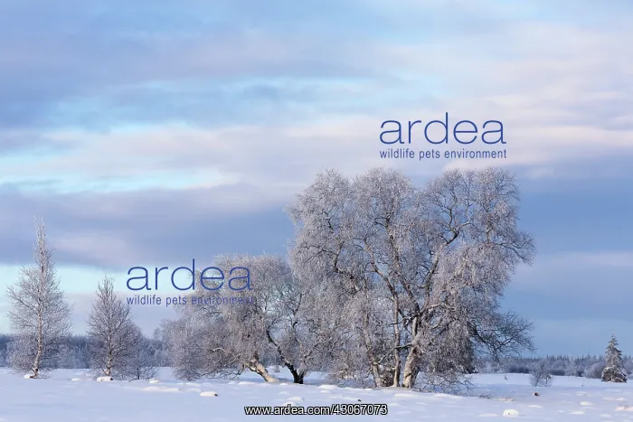 : Birch. Unidentified Birch trees (Betula sp) in snowy landscape : Birch. Unidentified Birch trees (Betula sp) in snowy landscape