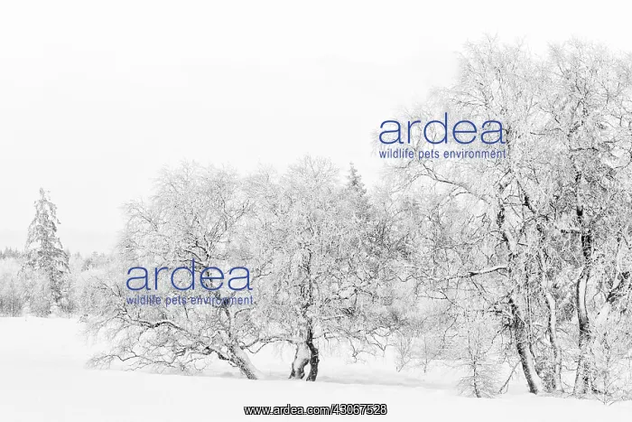 : Birch. Unidentified Birch trees (Betula sp) in snowy landscape : Birch. Unidentified Birch trees (Betula sp) in snowy landscape