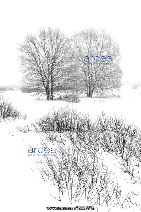 : Birch. Unidentified Birch trees (Betula sp) in snowy landscape : Birch. Unidentified Birch trees (Betula sp) in snowy landscape