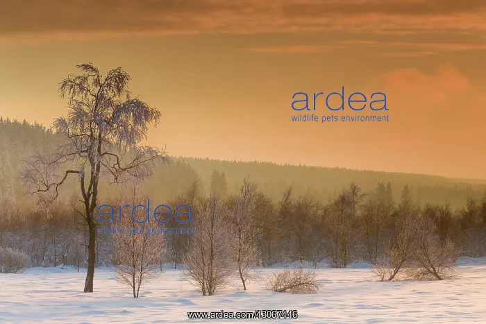 : Birch. Unidentified Birch trees (Betula sp) in snowy landscape at sunset : Birch. Unidentified Birch trees (Betula sp) in snowy landscape at sunset