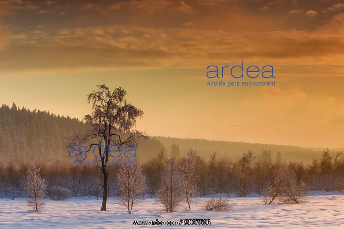 : Birch. Unidentified Birch trees (Betula sp) in snowy landscape at sunset : Birch. Unidentified Birch trees (Betula sp) in snowy landscape at sunset