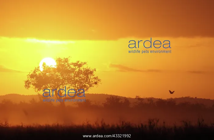 : Unidentified bird flying over landscape at sunrise : Unidentified bird flying over landscape at sunrise