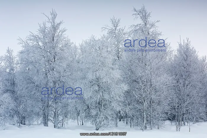 : Birch. Unidentified bird trees (Betula sp) in snow : Birch. Unidentified bird trees (Betula sp) in snow