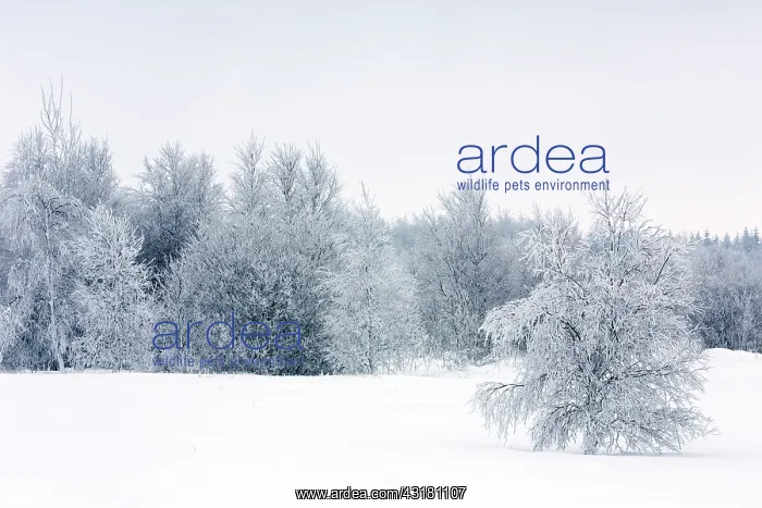 : Birch. Unidentified bird trees (Betula sp) in snow : Birch. Unidentified bird trees (Betula sp) in snow