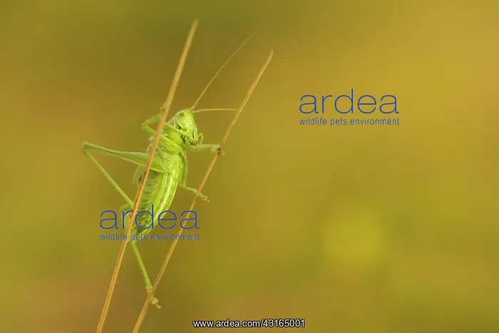 : Unidentified Bush Cricket : Unidentified Bush Cricket