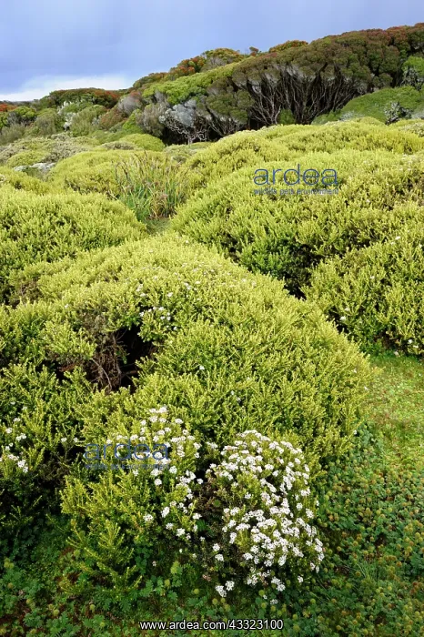 : Unidentified bushes and forest on a sub-Antarctic island : Unidentified bushes and forest on a sub-Antarctic island