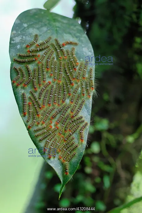: Unidentified caterpillars on a leaf, Costa Rica : Unidentified caterpillars on a leaf, Costa Rica