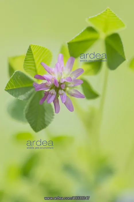 : Unidentified Clover (Trifolium sp) flowering, G : Unidentified Clover (Trifolium sp) flowering, G