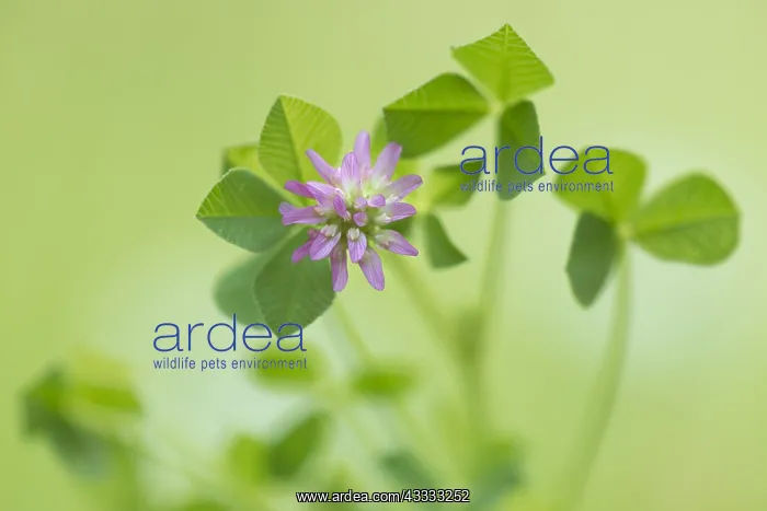 : Unidentified Clover (Trifolium sp) flowering, G : Unidentified Clover (Trifolium sp) flowering, G