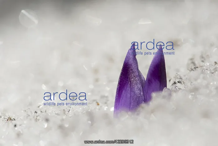 : unidentified Crocus (Crocus sp) emerging from s : unidentified Crocus (Crocus sp) emerging from s