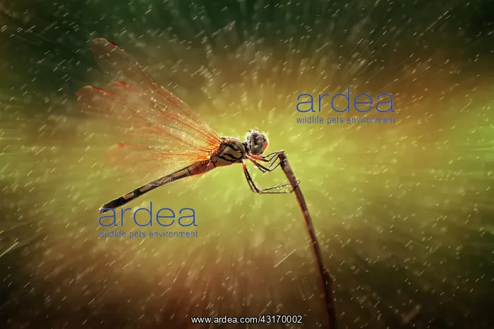 : Unidentified Dragonfly on a branch with water drops : Unidentified Dragonfly on a branch with water drops