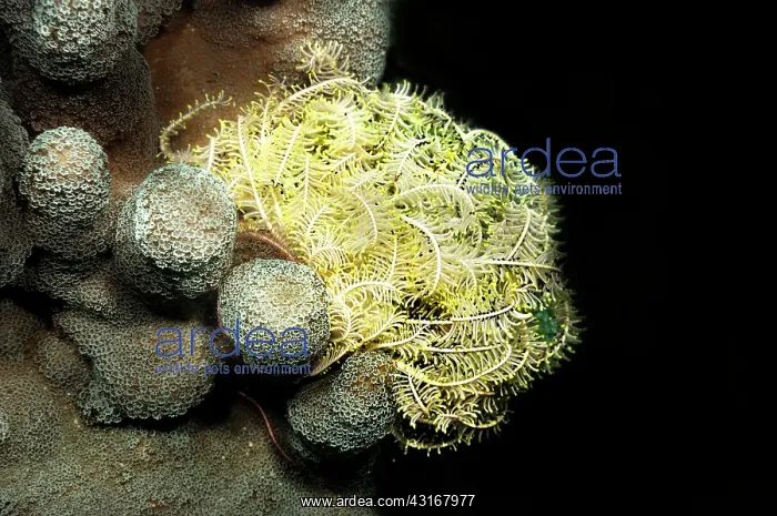 : Unidentified Feather Star (Crinoidea sp) laying on coral : Unidentified Feather Star (Crinoidea sp) laying on coral