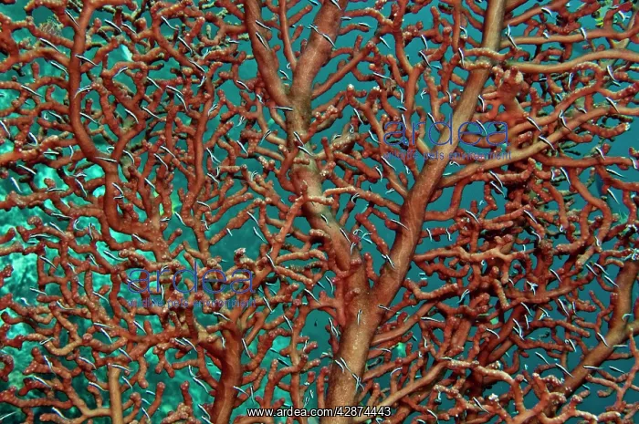 : Unidentified fish living on a branching coral - feeding : Unidentified fish living on a branching coral - feeding