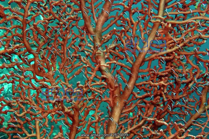 : Unidentified fish living on a branching Gorgoian coral : Unidentified fish living on a branching Gorgoian coral