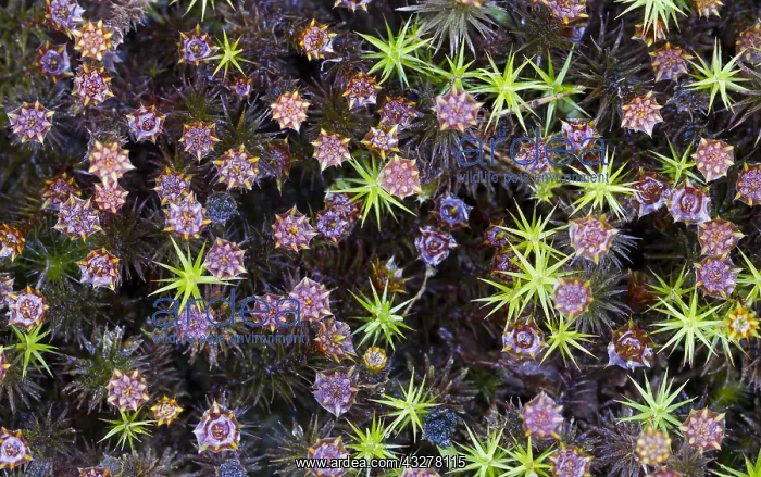 : Unidentified flowering moss, seen from above, T : Unidentified flowering moss, seen from above, T