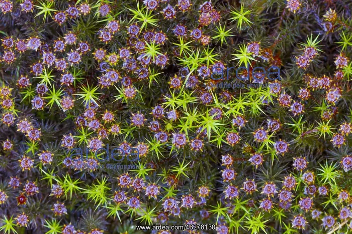 : Unidentified flowering moss, seen from above, T : Unidentified flowering moss, seen from above, T