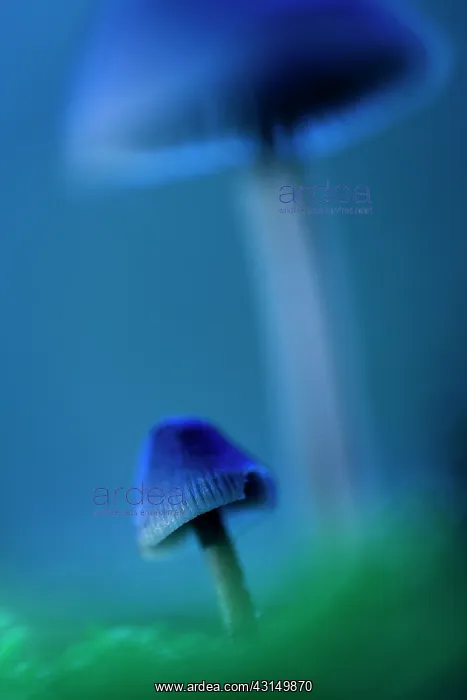 : Two unidentified fungi : Two unidentified fungi