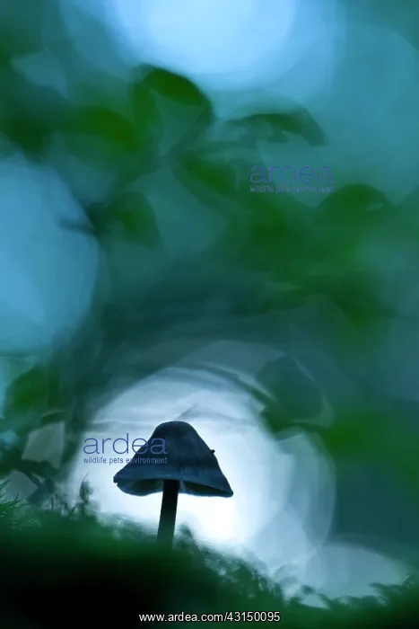 : Unidentified fungus : Unidentified fungus