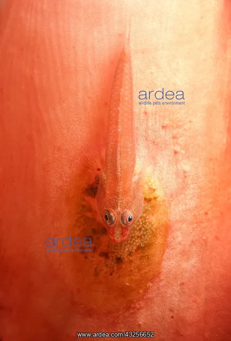 : Unidentified Goby with eggs on red-coloured sof : Unidentified Goby with eggs on red-coloured sof