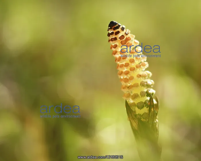 : Unidentified Horsetail : Unidentified Horsetail
