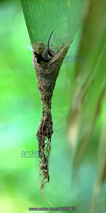 : Unidentified hummingbird in its nest, Costa Rica : Unidentified hummingbird in its nest, Costa Rica