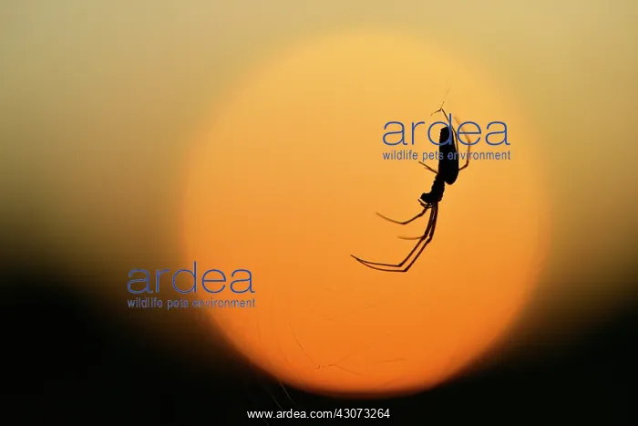 : Unidentified Long-jawed Orb Weaver sp. in its web in front o : Unidentified Long-jawed Orb Weaver sp. in its web in front o