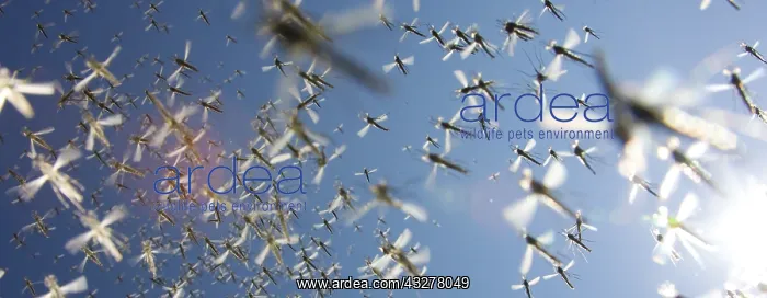 : Unidentified Mosquito swarm flying by, The Neth : Unidentified Mosquito swarm flying by, The Neth
