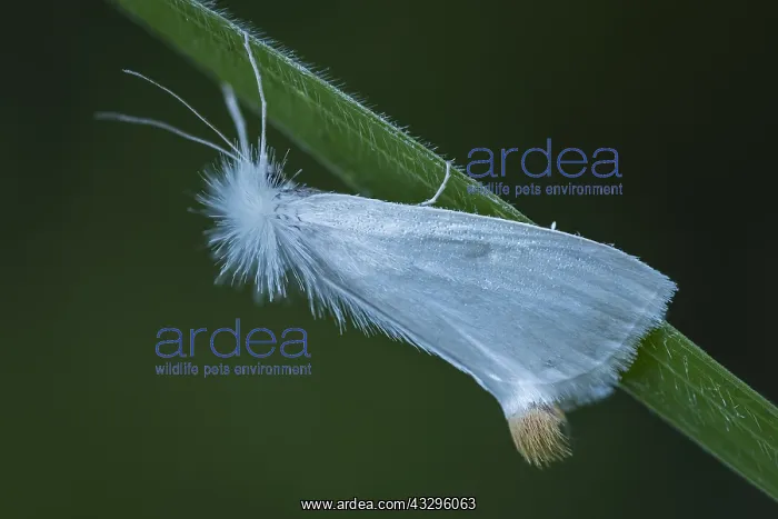 : unidentified moth, Tatama National Park, Risaralda, Colombia : unidentified moth, Tatama National Park, Risaralda, Colombia