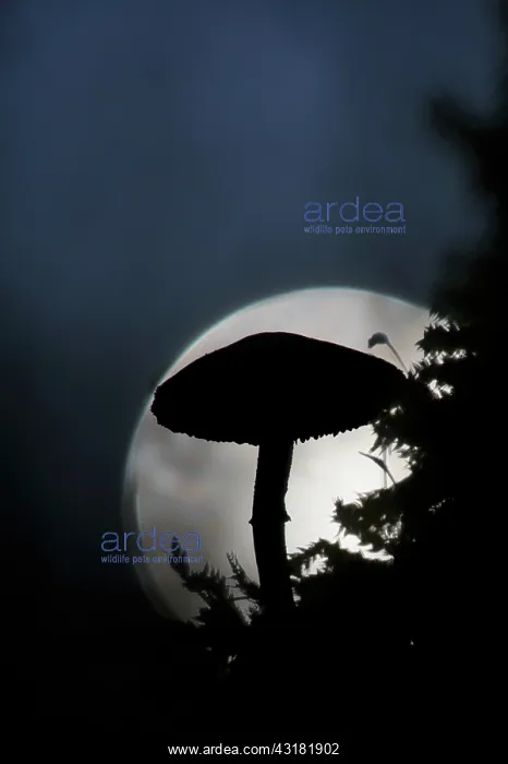 : unidentified mushroom silhouetted against a bright light spo : unidentified mushroom silhouetted against a bright light spo
